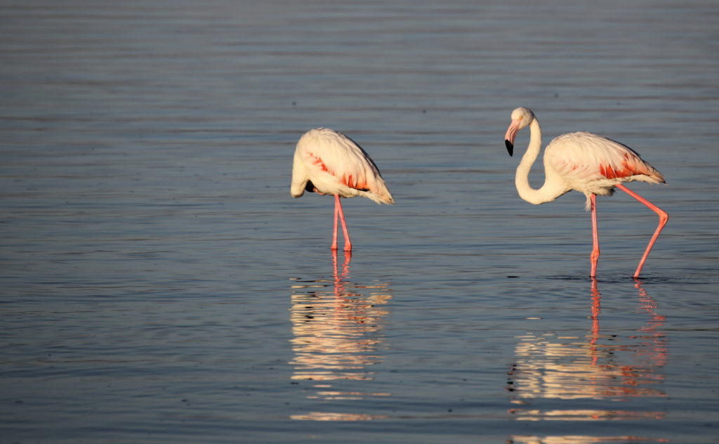 Two Greater Flamingo basking in the early morning light on a calm lagoon, with reflections in the water