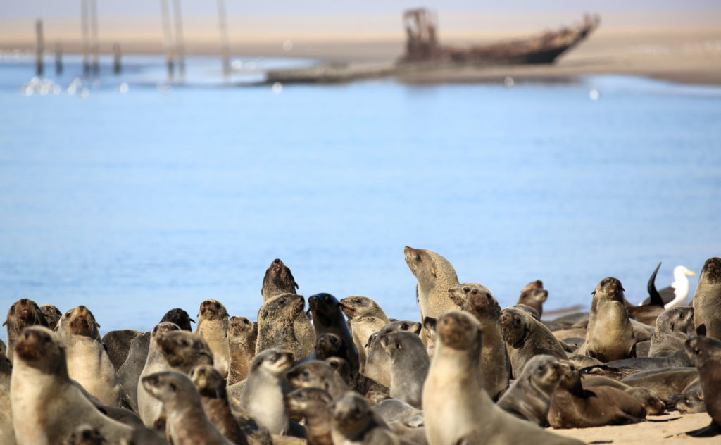 Cape Fur Seal colony at Pellican Point with Shipwreck in the background
