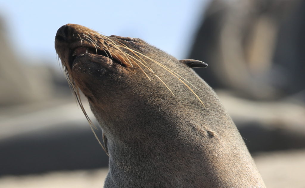 Cape Fur Seal up close