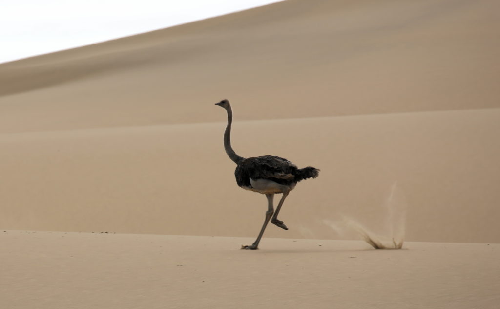 Female Ostrich running in sand with dunes as backdrop.