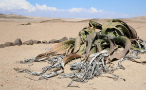 Welwitschia on your private tour