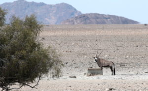Oryx at Ganab