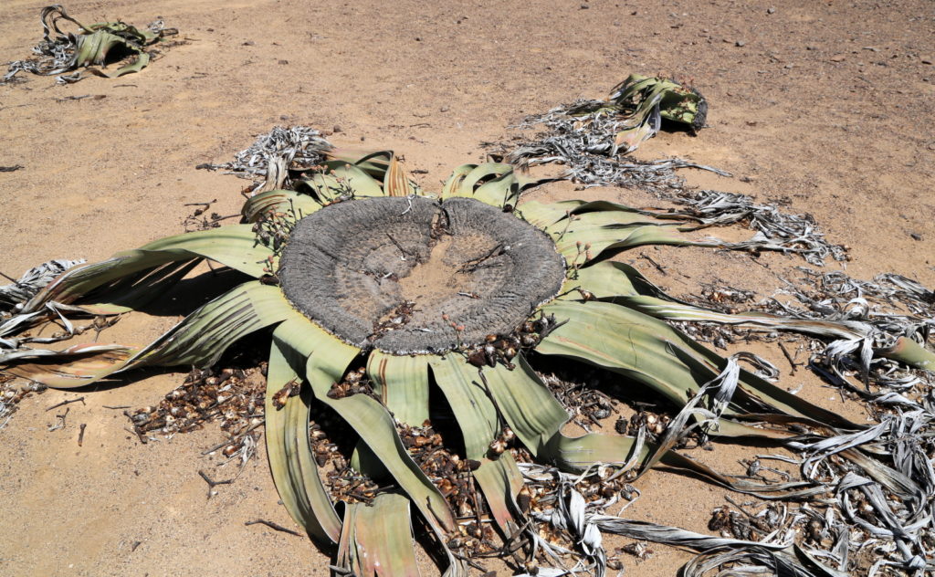 Welwitschia Miriabilis at Messum Crater