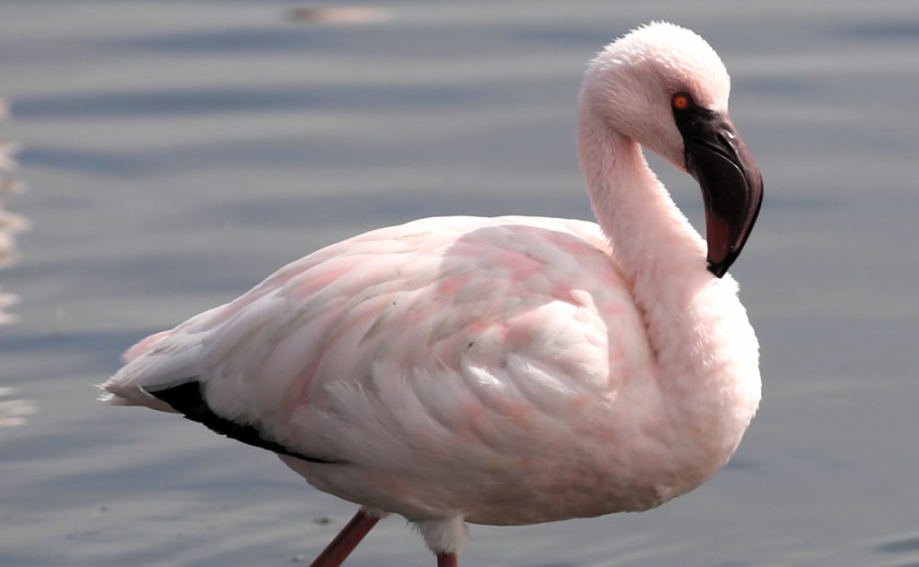 Flamingo on the lagoon