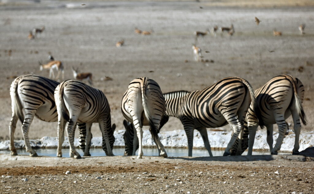 Zebra at a watering hole in Etosha