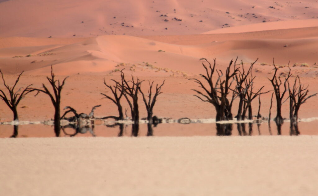 Dead vlei close to Sossusvlei