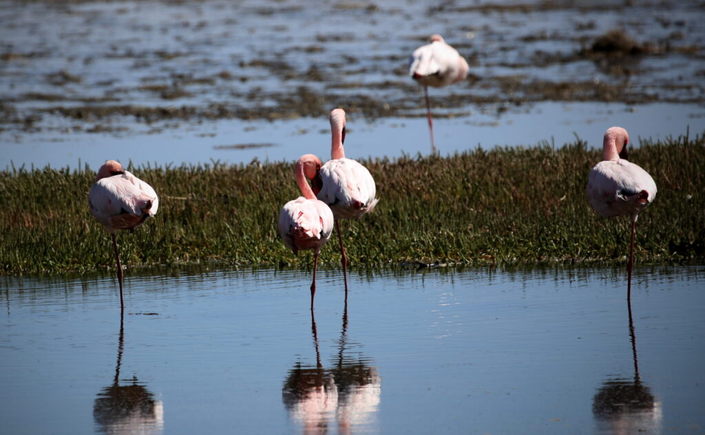 Flamingo standing on one leg at Sandwich Harbor