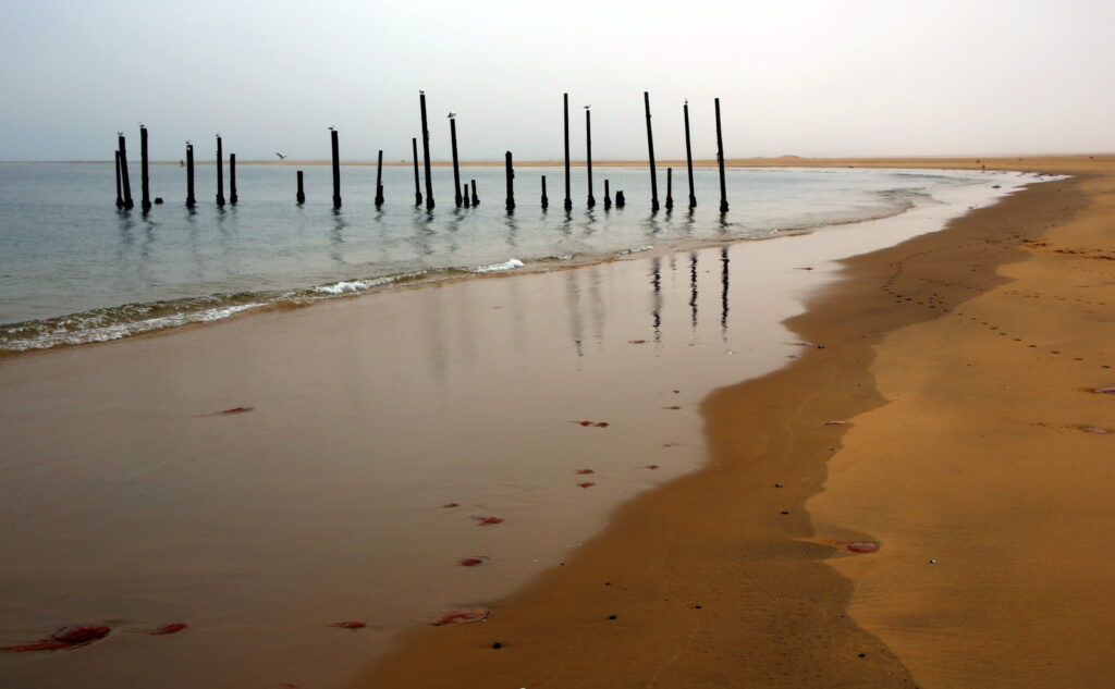 Some jellies and the remnants of a jetty at Pelican Point.