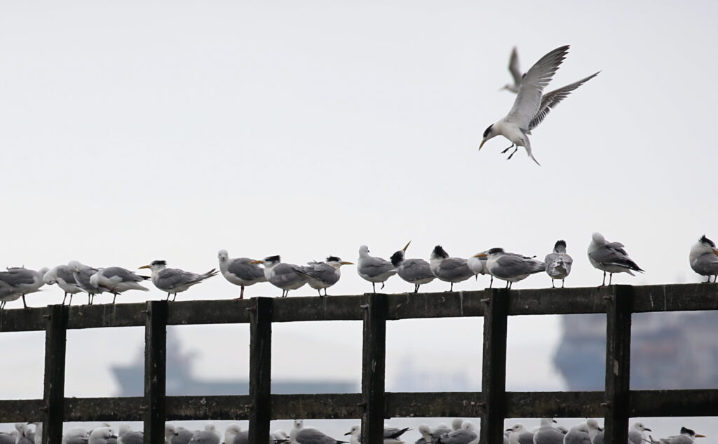 Reckless landing... seagulls are fearless!