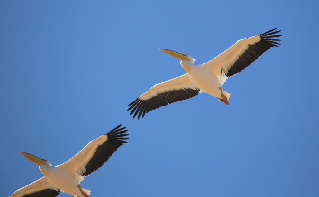 Great White Pelican at Sandwich Harbor.