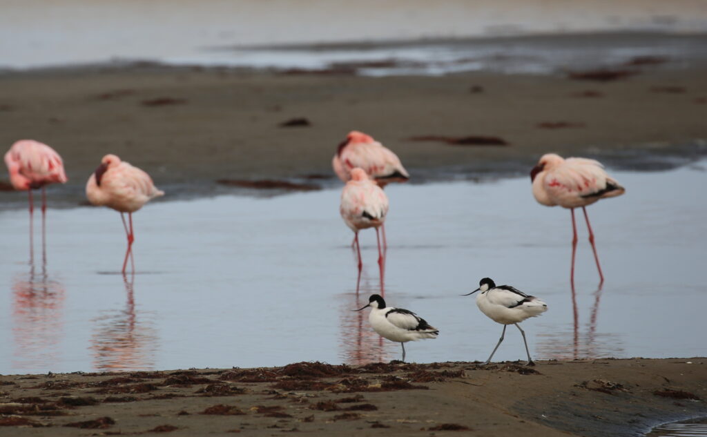 Lesser Flamingo and Avocet plovers at the lagune of Sandiwch Harbor.