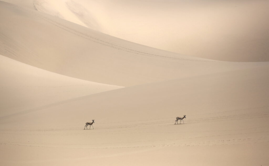 Two Springbuck walking in the massive dunes at Sandwich Harbor.