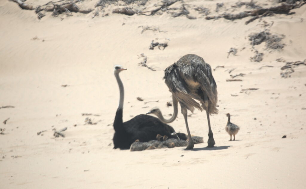 A family of ostrich at Sandwich Harbor