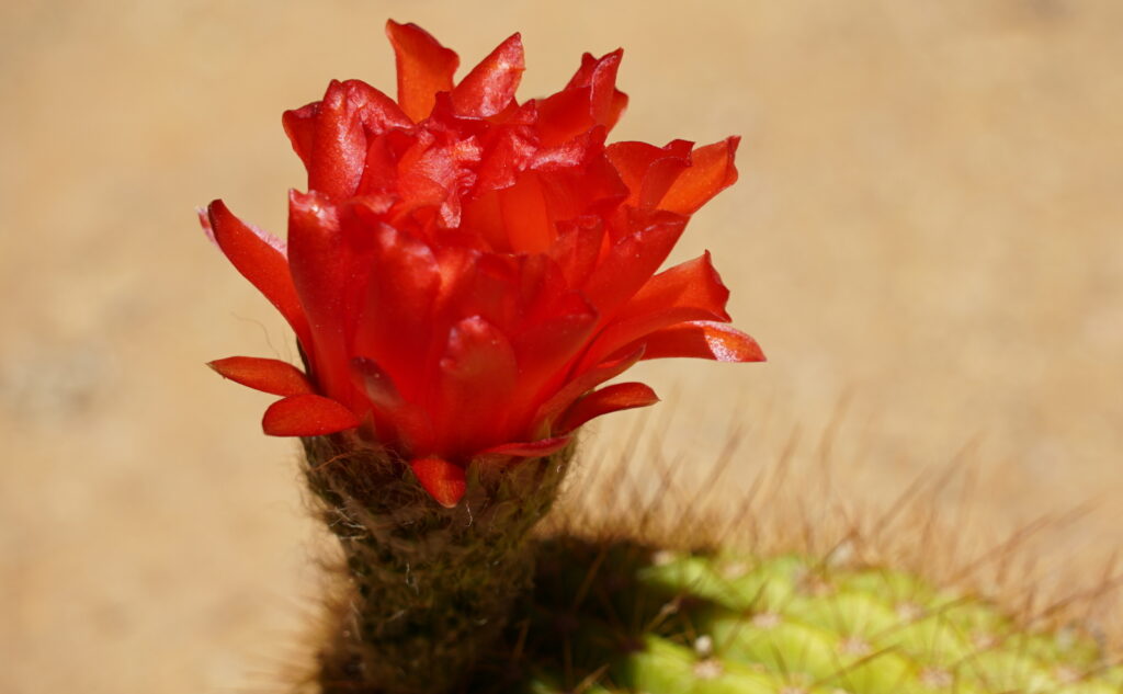 Flowering Cactus at Solitaire