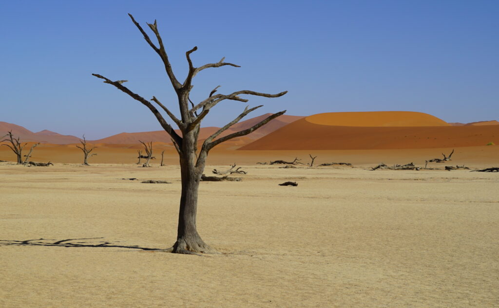 Petrified trees at Deadvlei