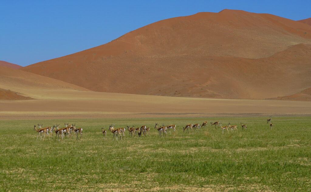 Herd of Springbuck at Sossusvlei